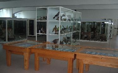 museo-storia-naturale-cittanova